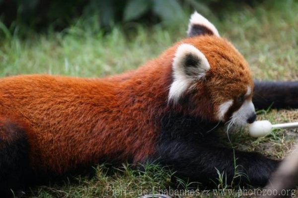 Red panda