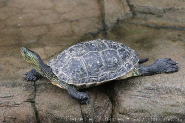 Chinese stripe-necked turtle