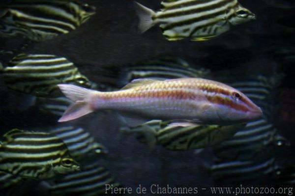 Pointed goatfish