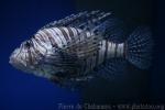 Red lionfish