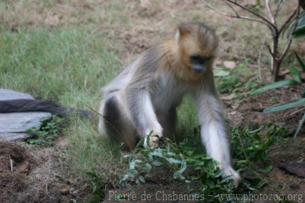 Golden snub-nosed monkey