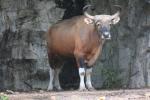 Burmese banteng