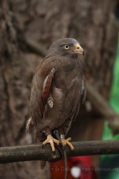 Rufous-winged buzzard