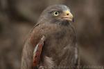 Rufous-winged buzzard