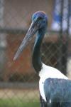 Black-necked stork