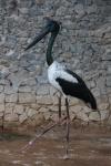 Black-necked stork