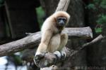 White-handed gibbon
