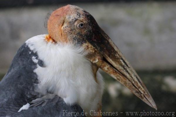 Greater adjutant