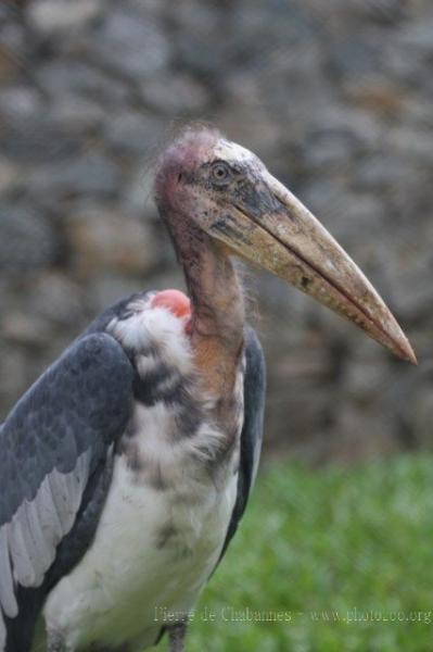 Greater adjutant