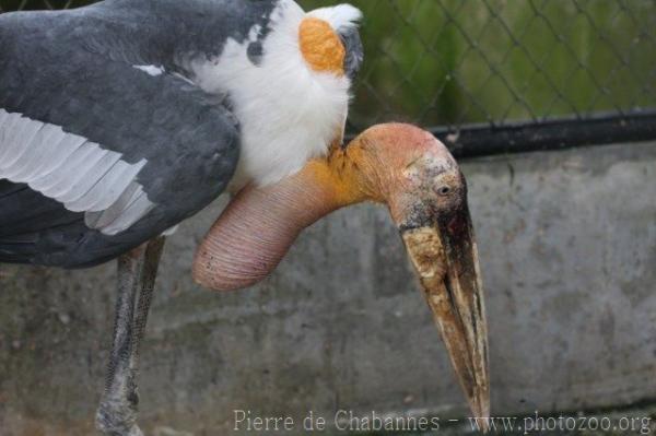 Greater adjutant