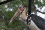 Lesser adjutant