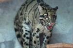 Clouded leopard