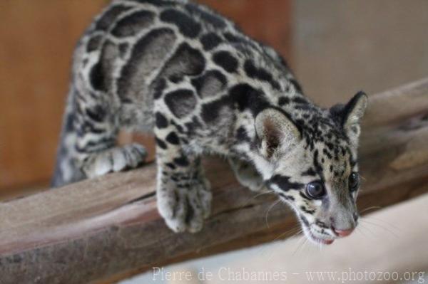 Clouded leopard