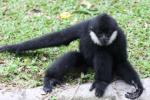 Northern white-cheeked crested gibbon