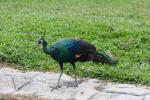 Green peafowl