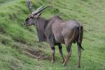 Common eland