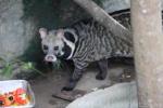 Large-spotted civet