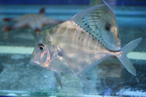African pompano