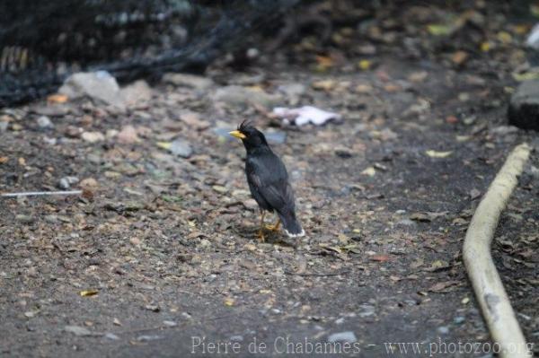 Great myna