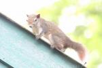 Finlayson's squirrel