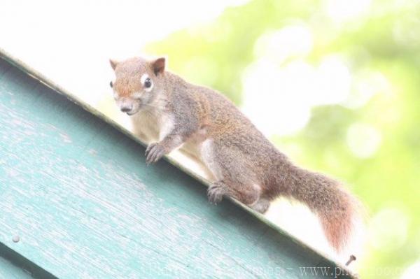 Finlayson's squirrel
