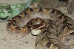 Malayan pitviper