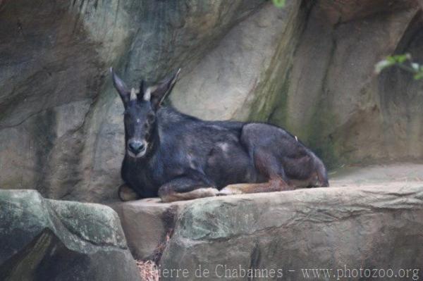 Indochinese serow