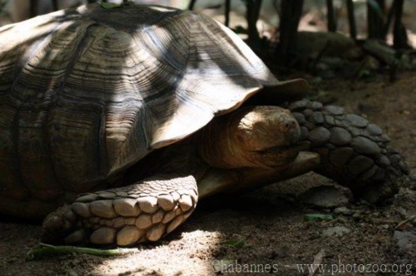 African spurred tortoise