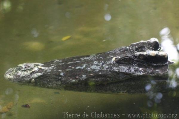 Siamese crocodile