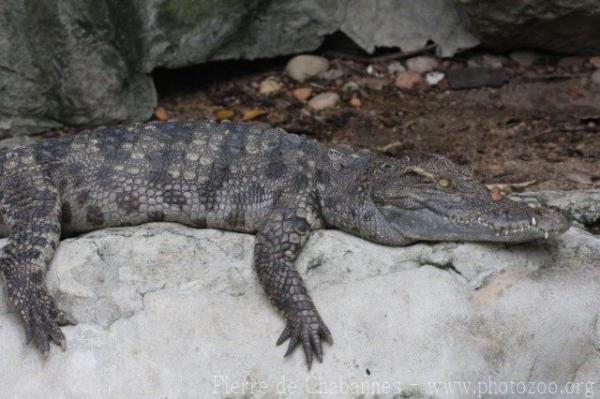 Siamese crocodile