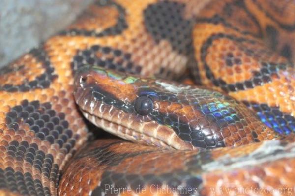 Rainbow boa