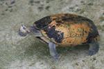 Yellow-headed temple turtle