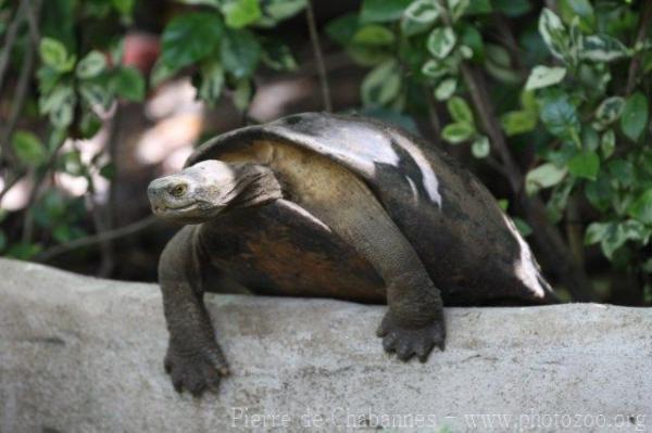 Yellow-headed temple turtle