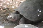 Burmese brown tortoise