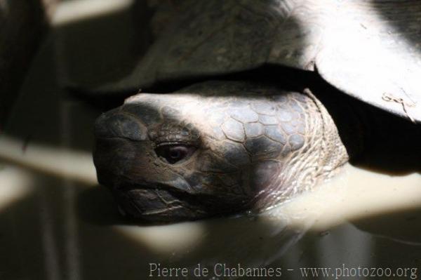 Burmese brown tortoise