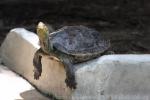 Chinese stripe-necked turtle