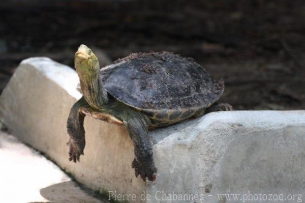 Chinese stripe-necked turtle