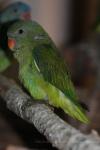 Blue-rumped parrot