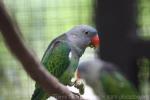 Blue-rumped parrot