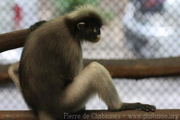 Dusky leaf-monkey