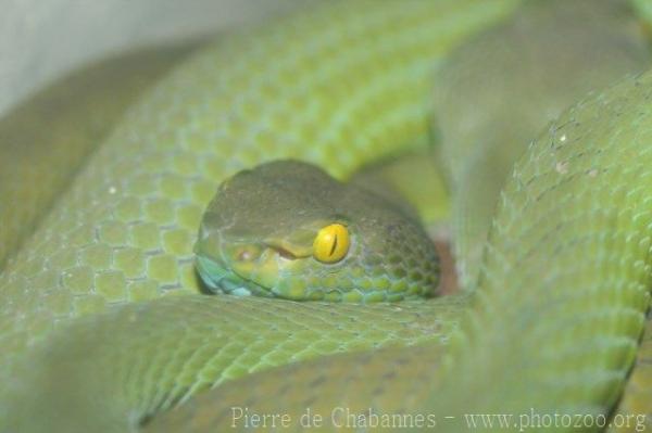 Large-eyed pitviper