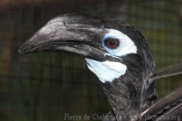 Bushy-crested hornbill