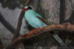 Common green magpie