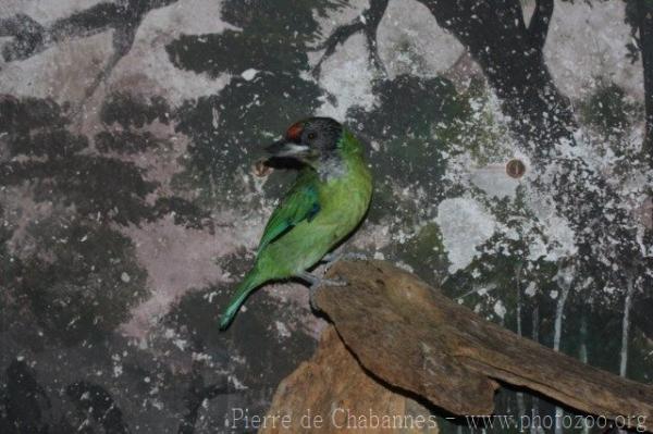 Golden-throated barbet