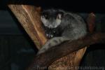 Common palm civet