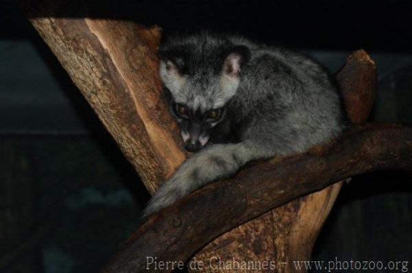 Common palm civet