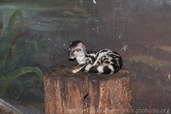 Banded linsang