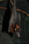 Lyle's flying-fox