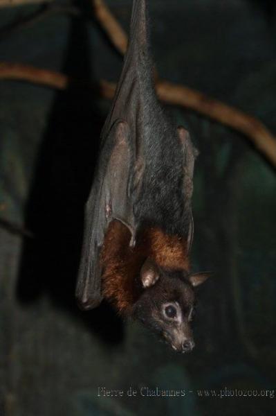 Lyle's flying-fox