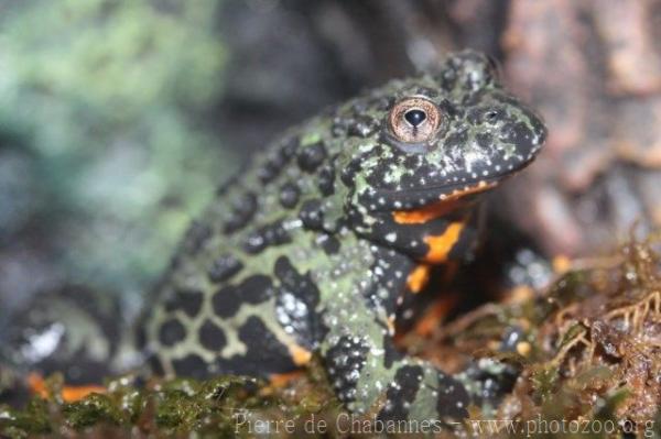 Oriental fire-bellied toad